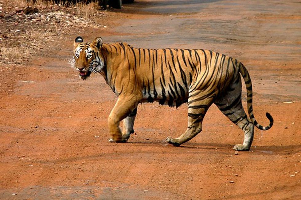Wild Tigers Are Making a Comeback