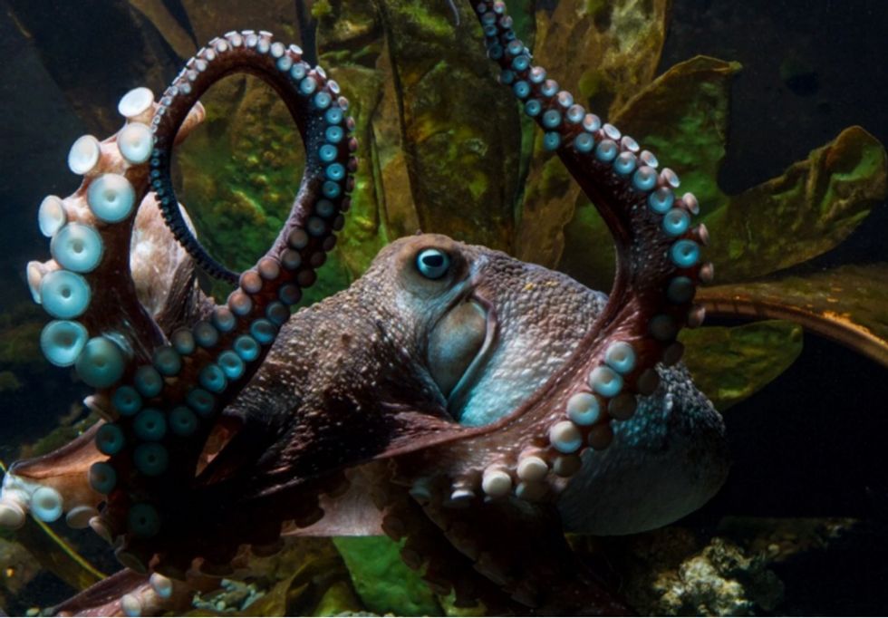 Octopus Pulls Off Dramatic Aquarium Escape