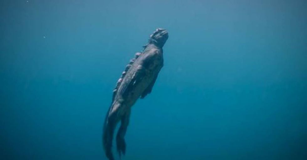 The Marine Iguana is a Terrifying Creature