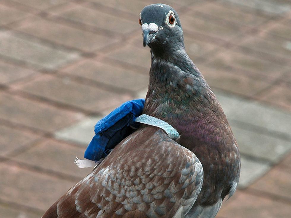 Pigeons Wearing Backpacks Are Helping Save London