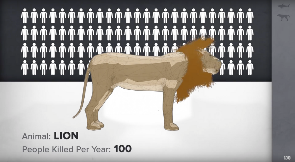 What Is The World's Deadliest Animal?