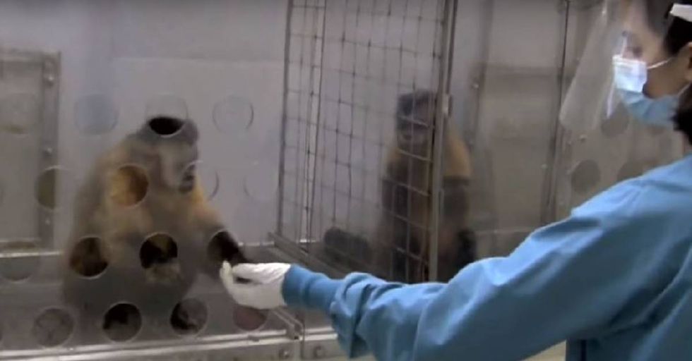 Primatologist Shows That Monkeys Believe In Equal Pay For Equal Work