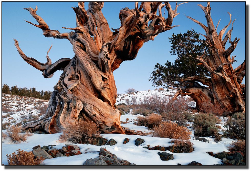 U.S. Government Is Keeping Location Of World’s Oldest Tree A Secret