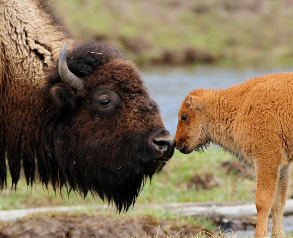 Make Room, Eagle: The Bison Will Be Our New National Mammal