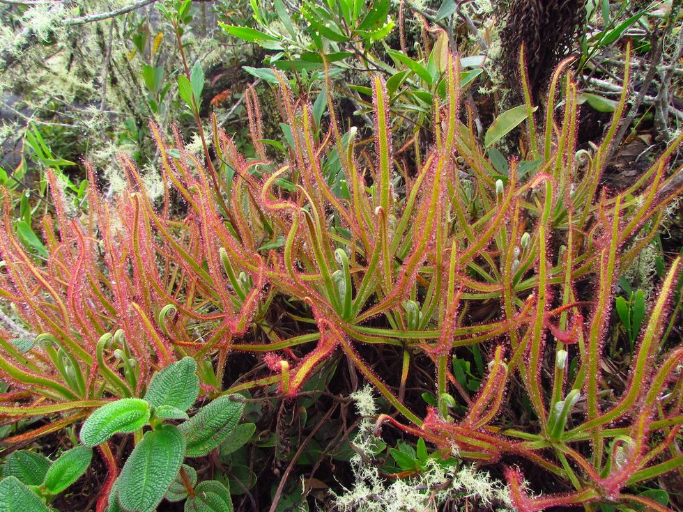 A Landmark Study Documents How Global Warming Affects Plants —And Well, It’s Not All Bad