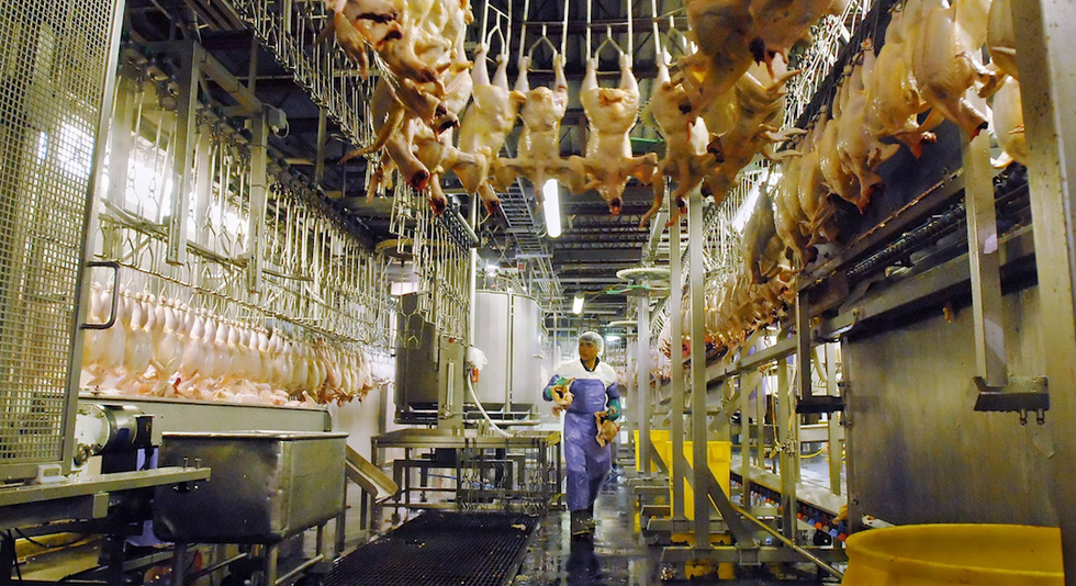 4 Brands of Chicken You Shouldn’t Buy If You Care About Workers’ Rights