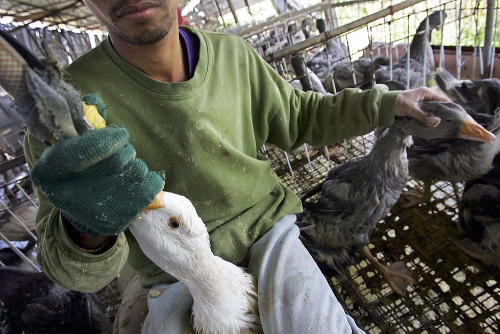 Sacré Bleu! France Temporarily Bans Foie Gras Production Over Bird Flu Fears