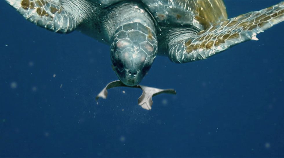 Brewery Produces Six-Pack Rings That Turtles Can Eat