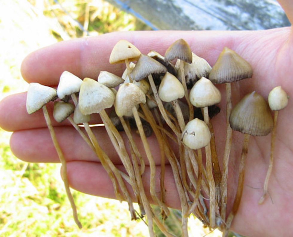 Mushrooms Work Magic on Hard-To-Treat Depression, Study Finds