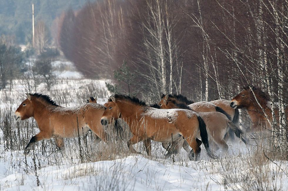 What Chernobyl's Wildlife Can Teach Humans