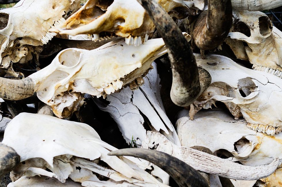 The Survivalist’s Case For Yak Burgers
