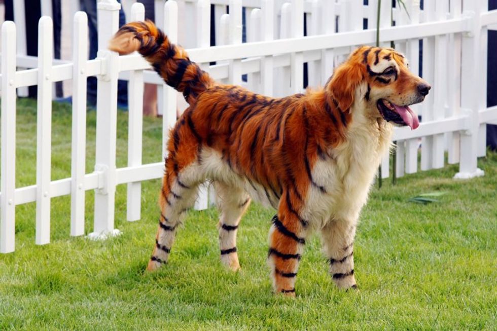 Abuse Or Innovation? Genetically Modified Animal Fur