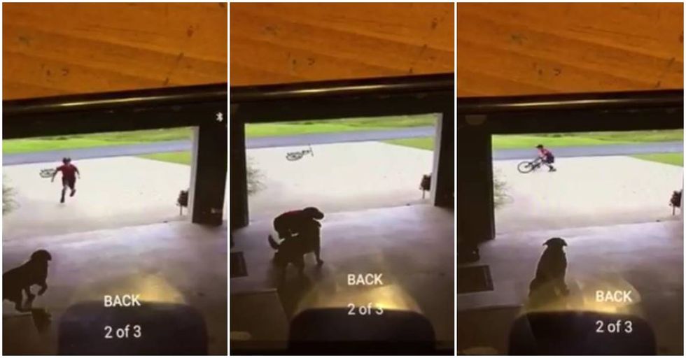 Woman Finds The Boy Who Was Secretly Hugging Her Dog