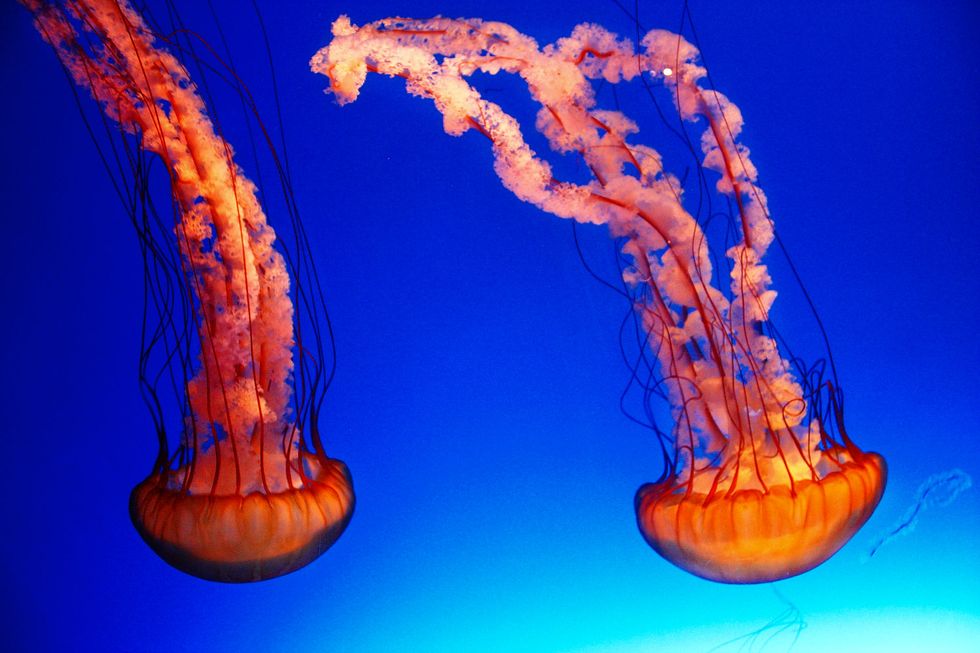 Humans Reached The Deepest Part Of The Ocean, But Not The Way You Think