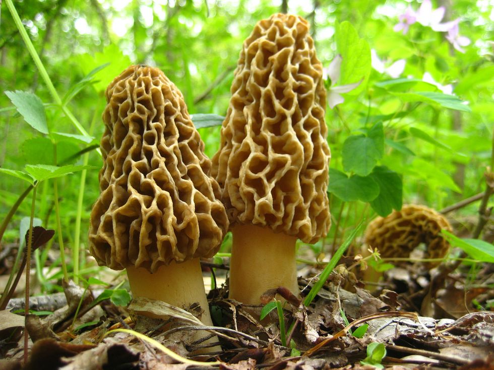 Why These Die-Hard Nature Lovers Want You To Eat The Plants They Find On The Forest Floor