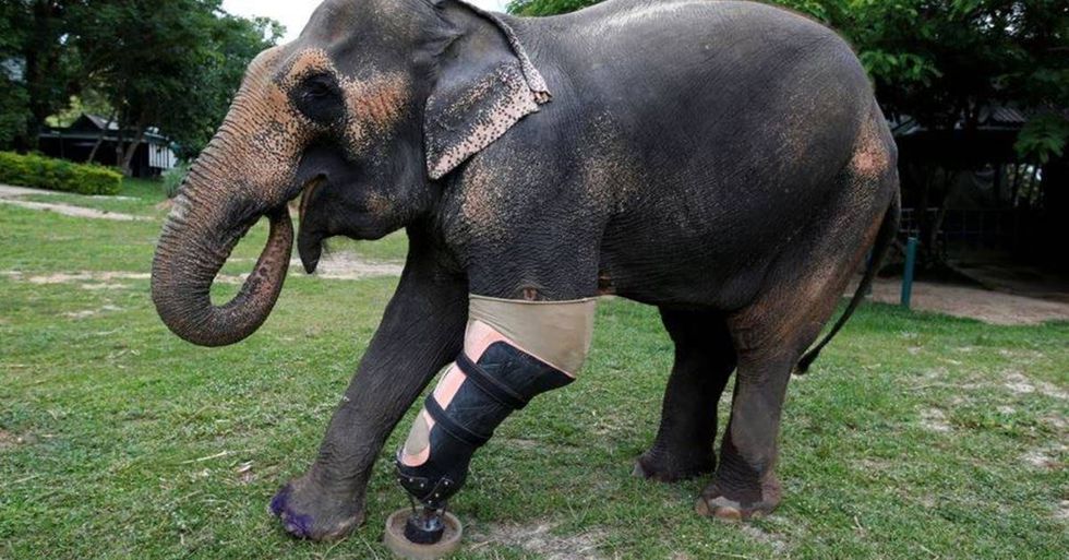 Thailand Animal Hospital Helps Elephants Injured By Land Mines