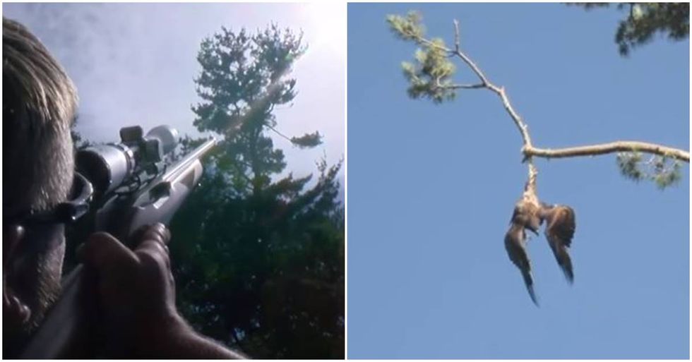 Army Sharpshooter Frees Bald Eagle Dangling From a Tree Branch
