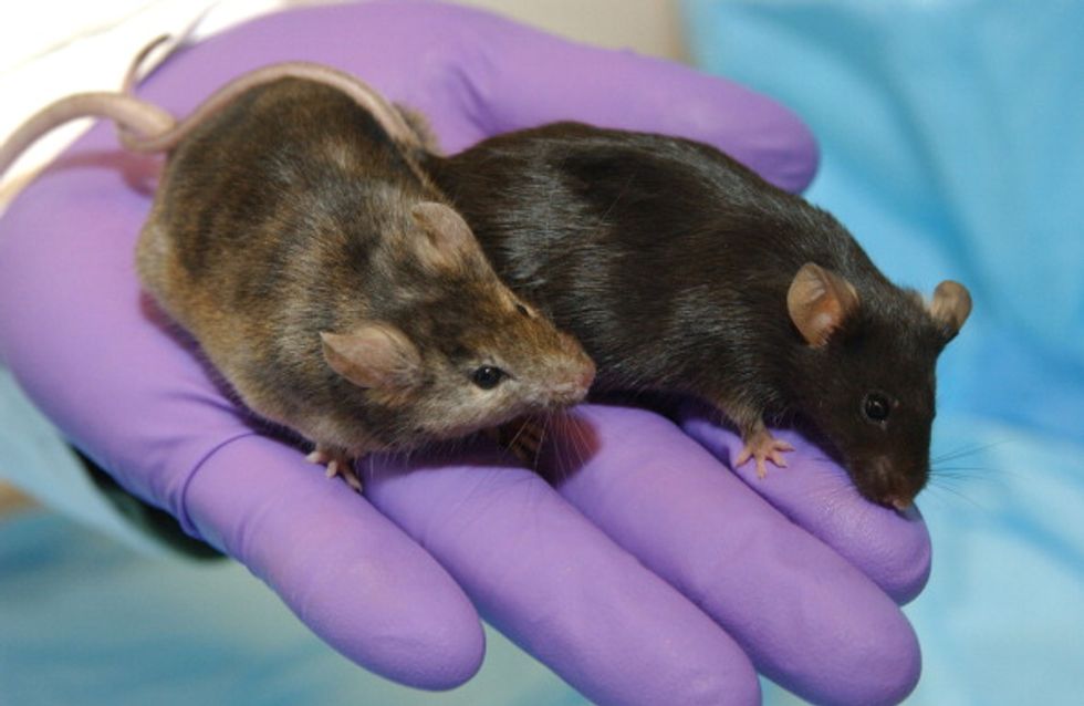 Probiotics Found To Reverse “Autism-Related” Behavior In Mice
