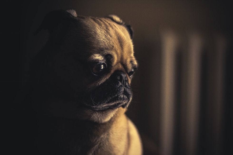 Scientists Ranked Animals That Make The Best Pets