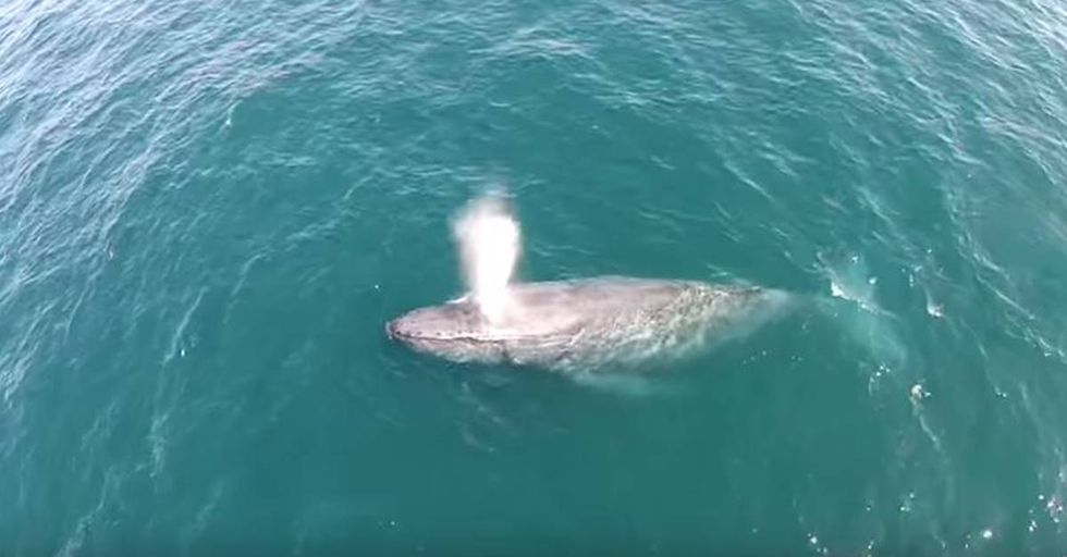 Humpback Whale Shoots A Rainbow From Its Blowhole