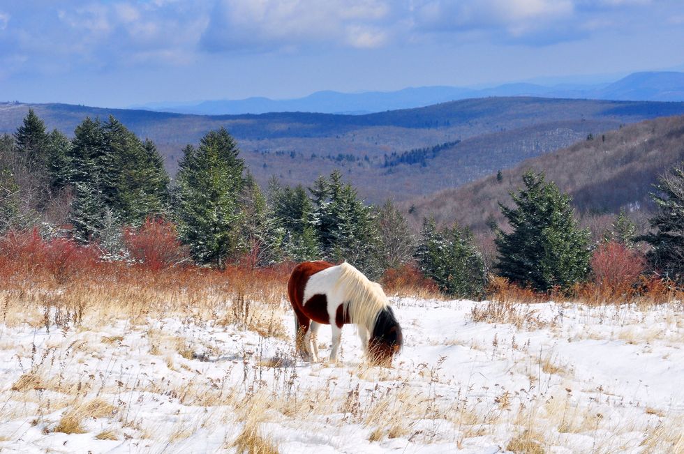 Forget Disney, This Tiny Town Filled With Ponies Is A Dream Come True