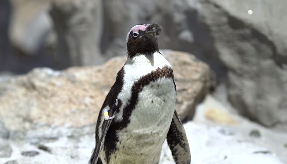 These Ingenious Middle Schoolers Used Advanced Technology To Help A Little Penguin