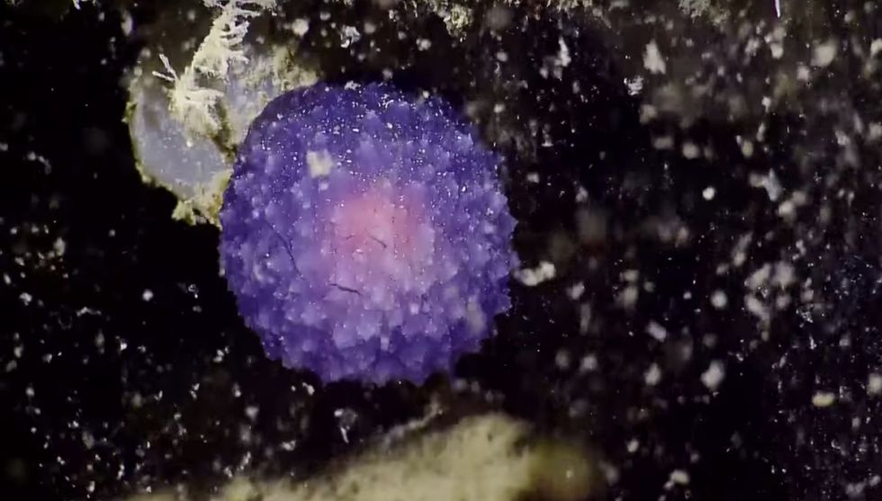 What’s This Weird Purple Orb Doing At The Bottom Of The Ocean?