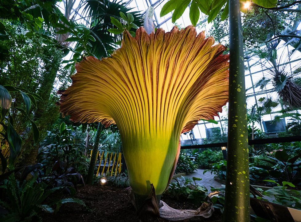 Drop Everything And Watch This Rare, Stinky Flower Bloom Live