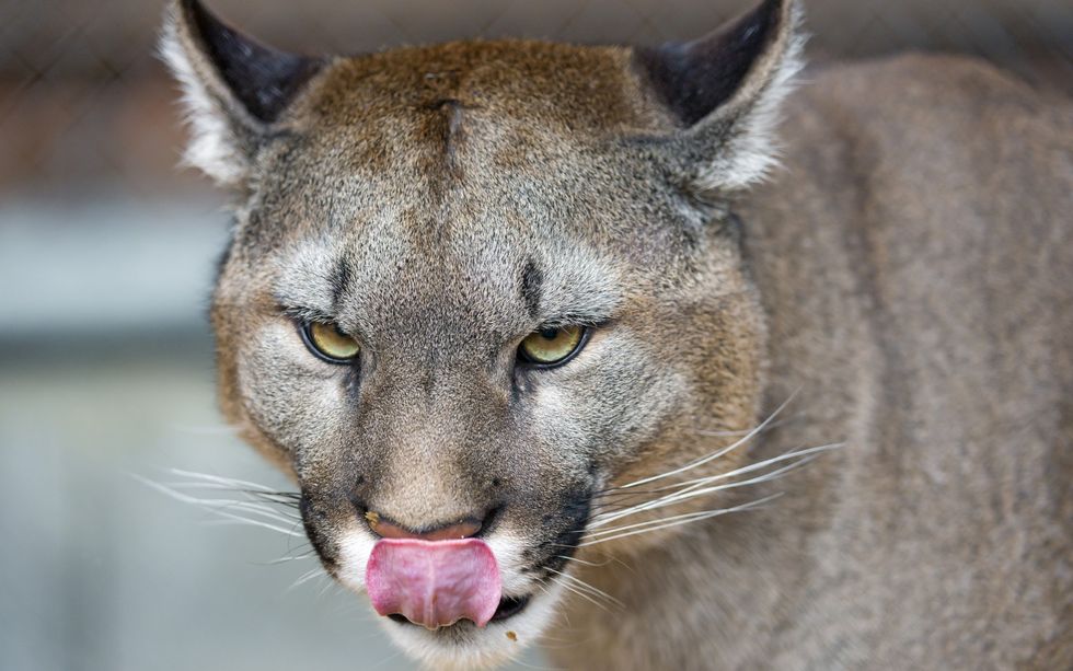 Scientists Want To Release Cougars Into The Suburbs… For Our Safety