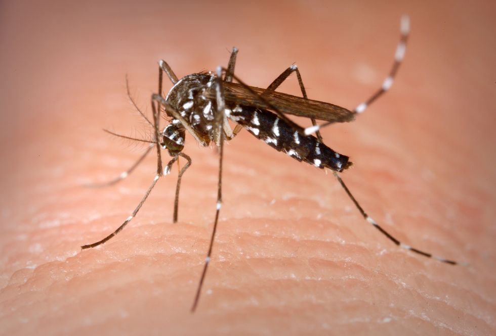 Here’s Why Mosquitoes Bite Some People More Than Others