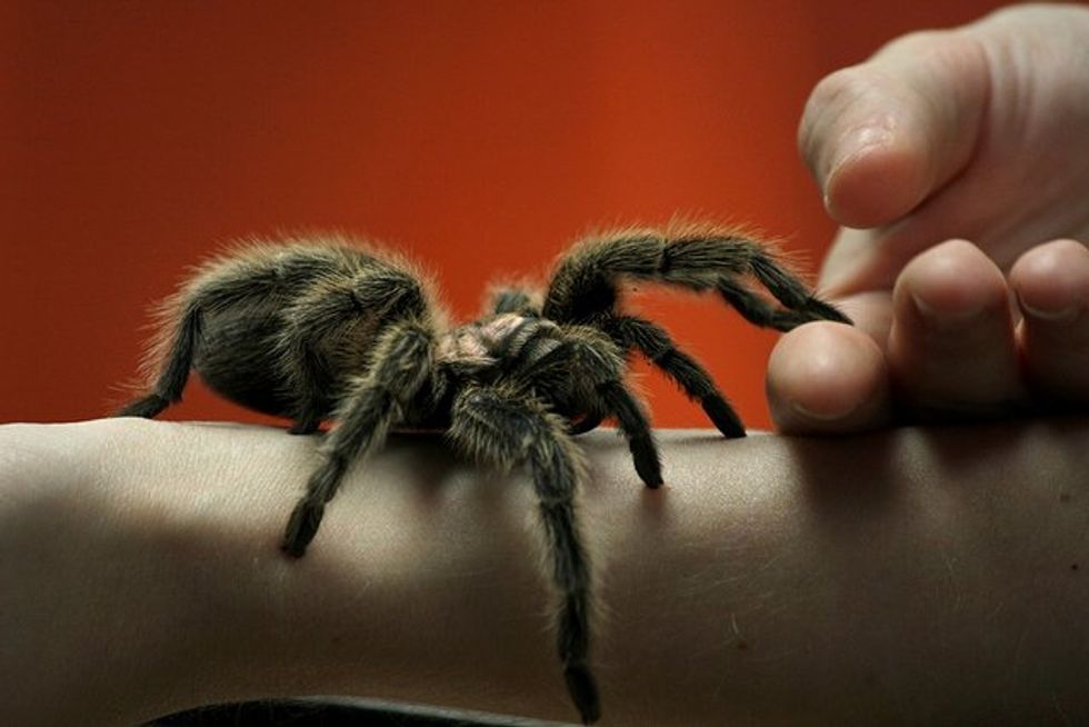 British Zoo Just Hatched 200 Creepy, Crawly Tarantulas And Somehow That’s Not At All Scary