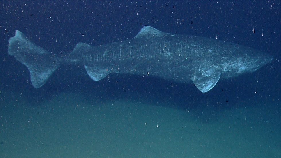 This 400-Year-Old Shark Could Be Earth’s Oldest Vertebrate