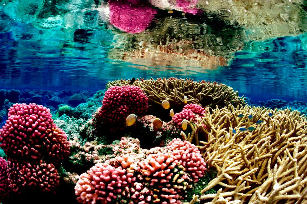 Overfishing Is Emptying The World’s Oceans Of A Vital Nutrient Supply: Fish Pee