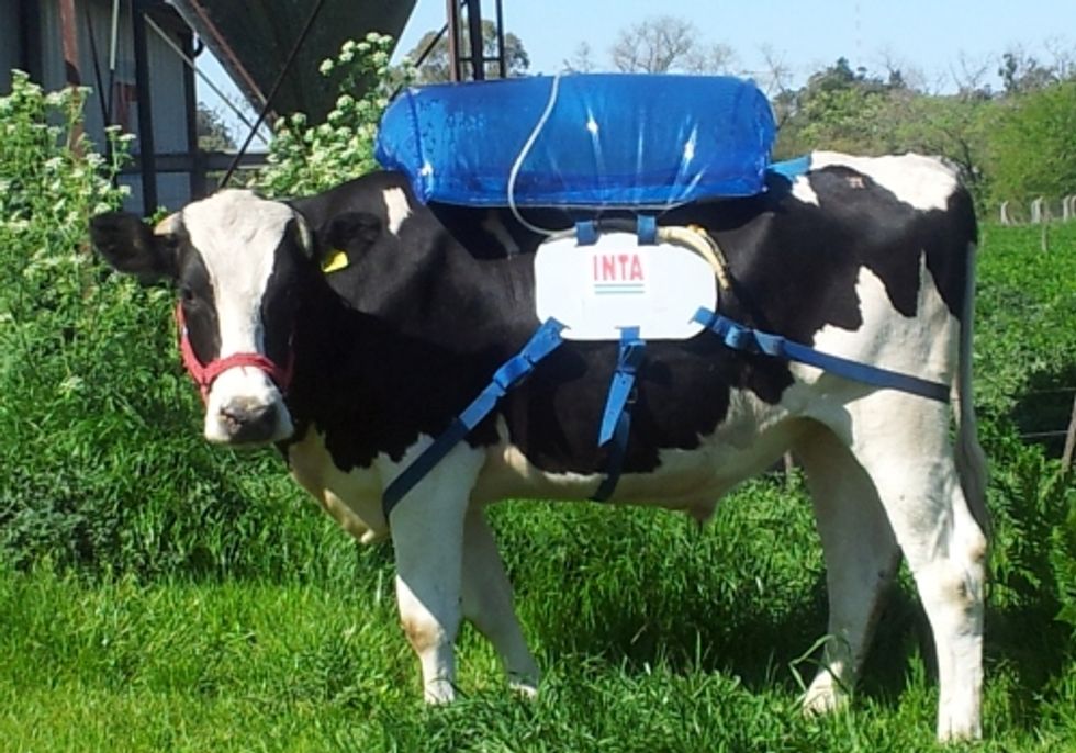 Fart-Collecting Backpacks For Cows Look Silly, But They May Have A Serious Impact