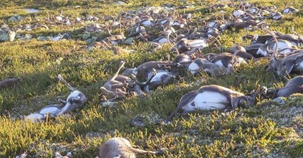 Lightning Strike Kills Over 300 Reindeer In Norway