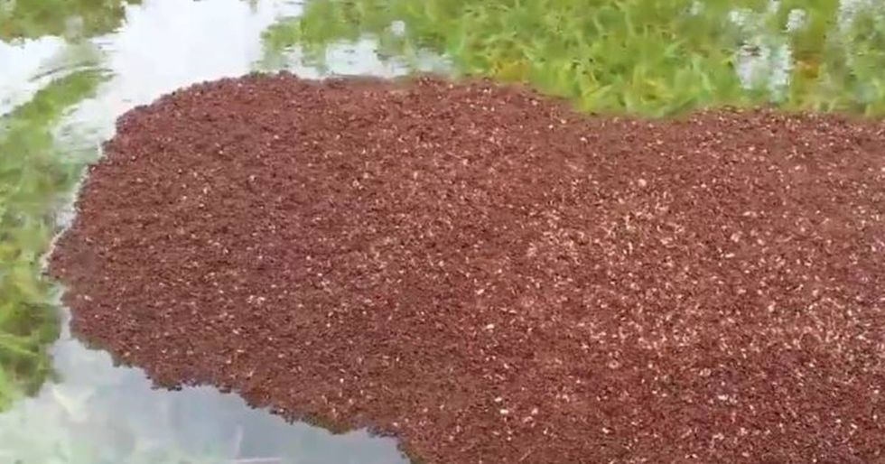 Floating Fire Ant Colonies Are Terrifying People In Texas