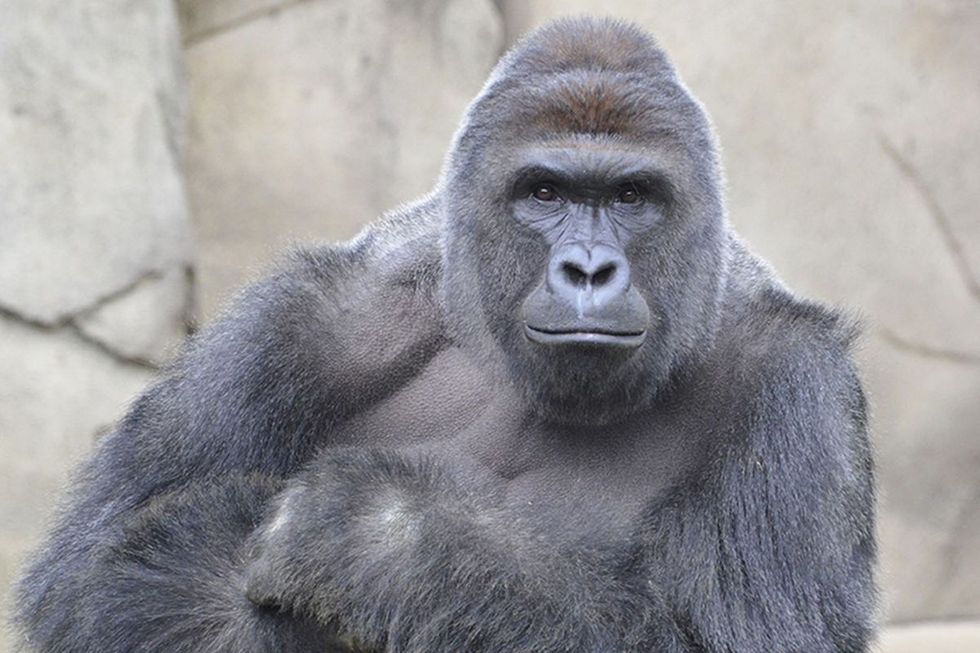 Harambe Isn’t The Perfect Meme—It’s A Racist One