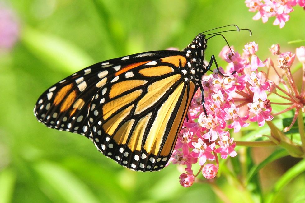 Are You a Social Butterfly?