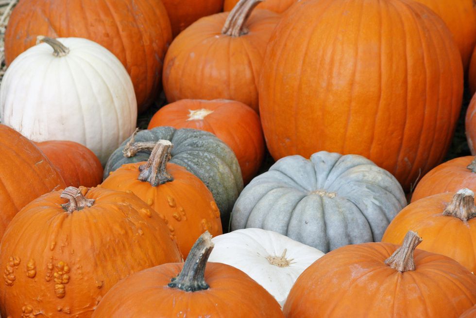 Canned pumpkin probably isn’t what you think it is.