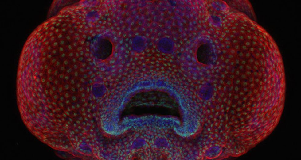 9 Award-Winning Microscopic Photos Might Make You Rethink How You See The World