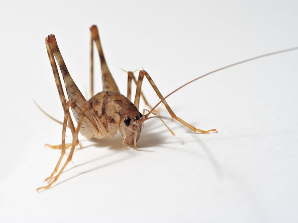 If You Want To Be A Cricket Farmer, You Better Have A Good Lawyer