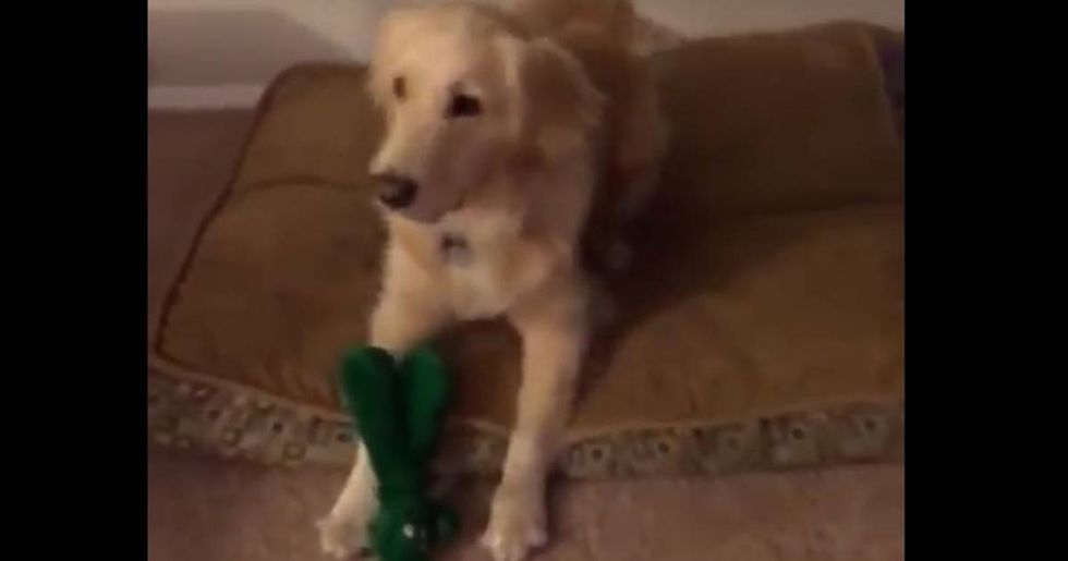 Dog Sees His Favorite Toy Come To Life