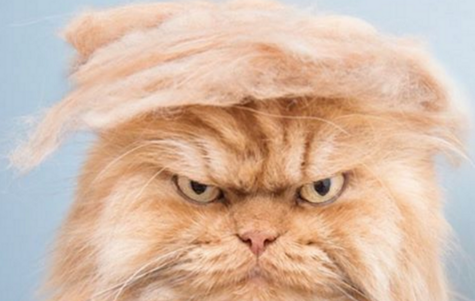 The 7 People (And Pets) We’ll Miss The Most Once The Election Is Over