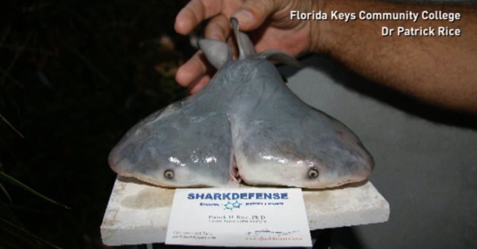 No One Knows Why Two-Headed Sharks Seem To Be Turning Up Everywhere