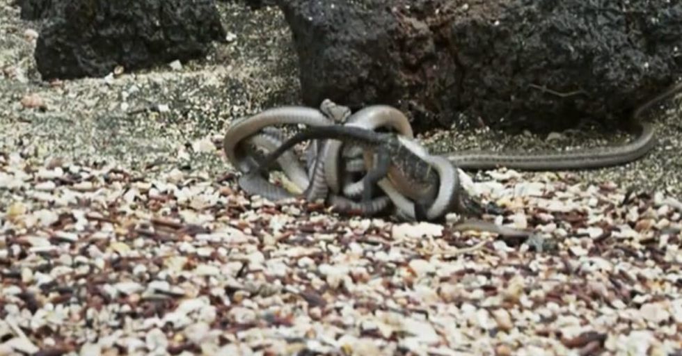 A Baby Iguana Fights Off Dozens Of Attacking Snakes In This Amazing Nature Clip