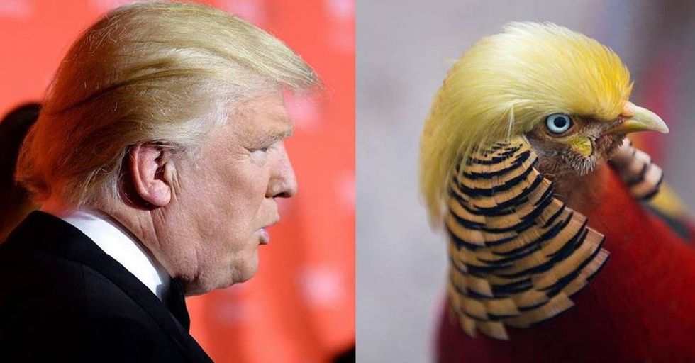 Bird Living In A Chinese Zoo Looks Just Like Donald Trump