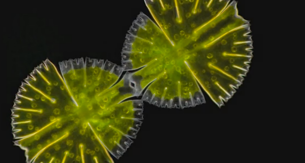 These Microscopic Videos Make Everyday Animals Look Alien