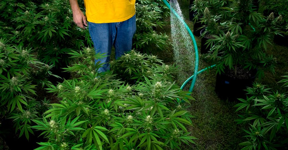 Would You Like To Add Some Cannabis Water To Your Workout Routine?