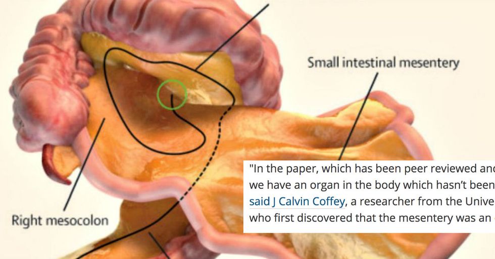 A New Organ Has Just Been Discovered Inside The Human Body