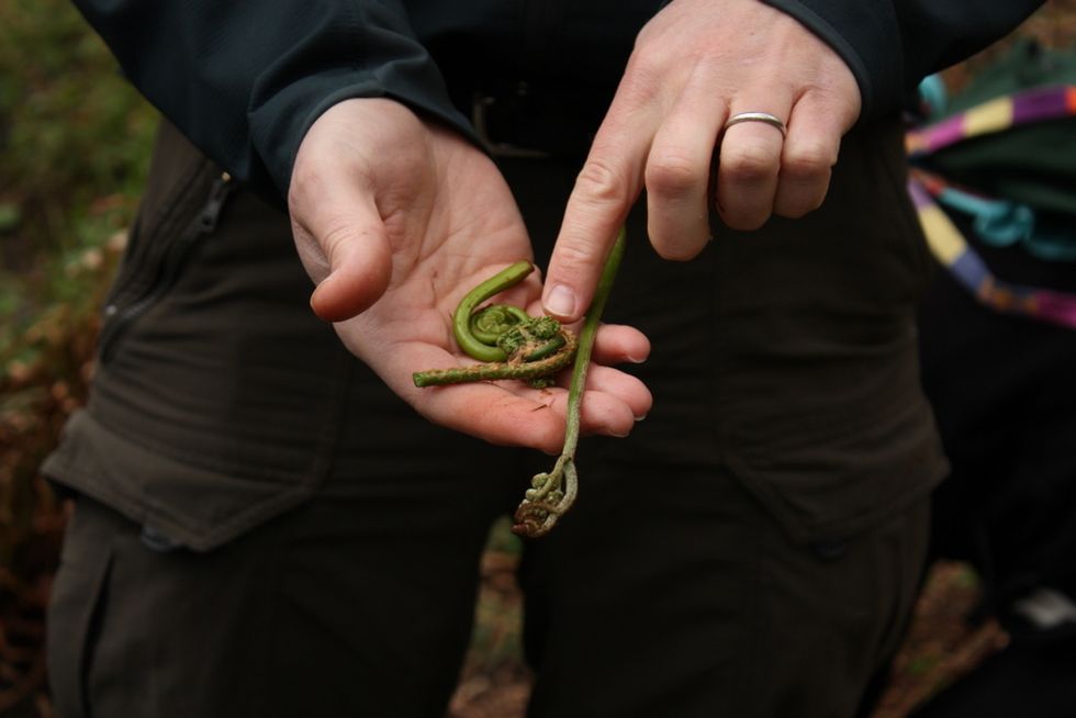 The Fiddlehead Is The World’s Most Magical Vegetable